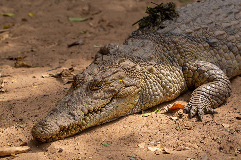 Krokodyle, muzeum i Święte Jezioro Kachikally