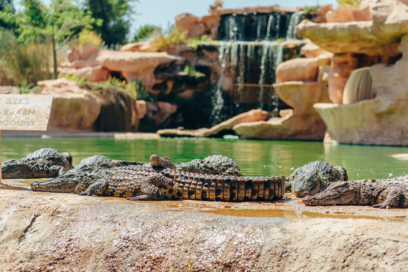 Crocopark w Agadir