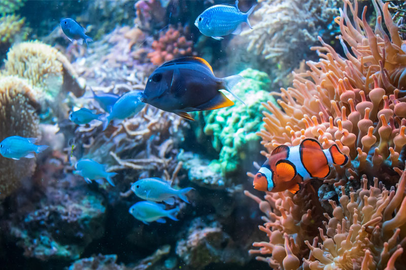 Interaktywne akwarium w Cancún