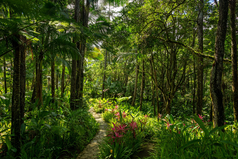 Park narodowy El Chocó