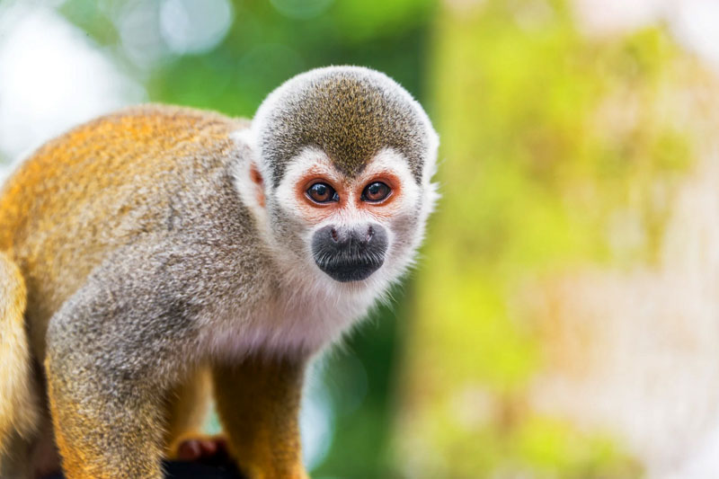 Ogród zoologiczny Monkeyland