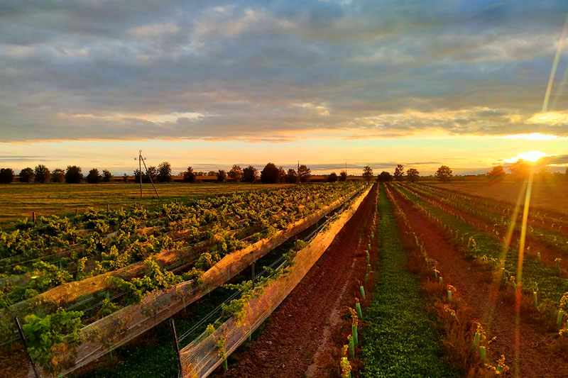 Winnica Jania w Krzyżowicach